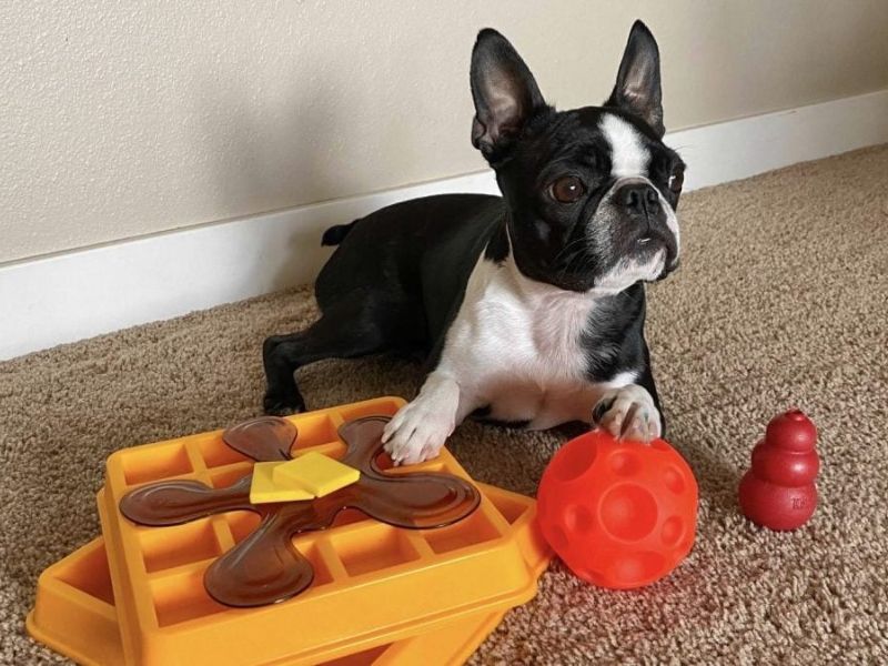Best Puppy Toys for Kids to Check in 2023